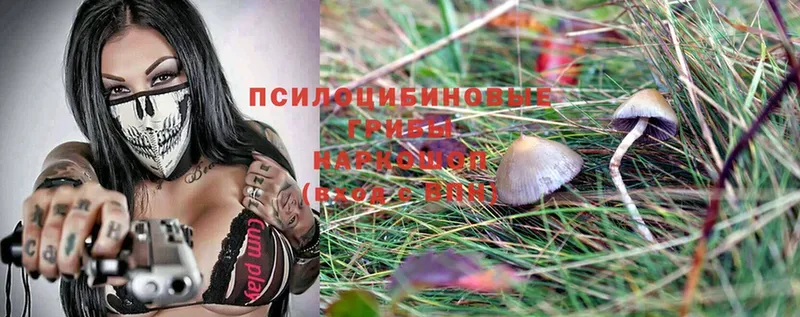 Псилоцибиновые грибы Cubensis  гидра ссылки  Кольчугино  где продают наркотики 